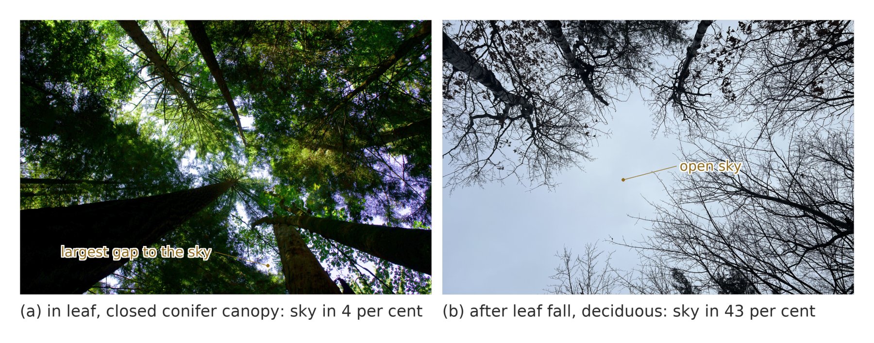 Canopy openness in leaf and after leaf fall.